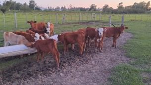 abigeato en Corrientes