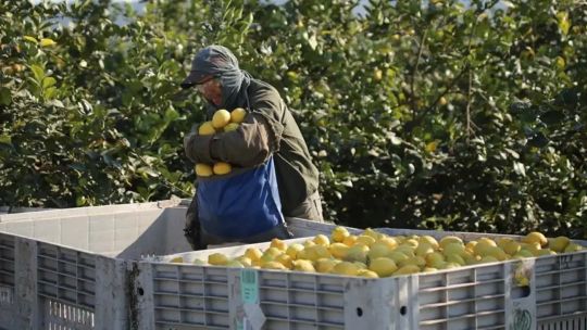 Cómo fue el desempeño de los cítricos durante 2025: “El limón mantuvo niveles de producción estables”