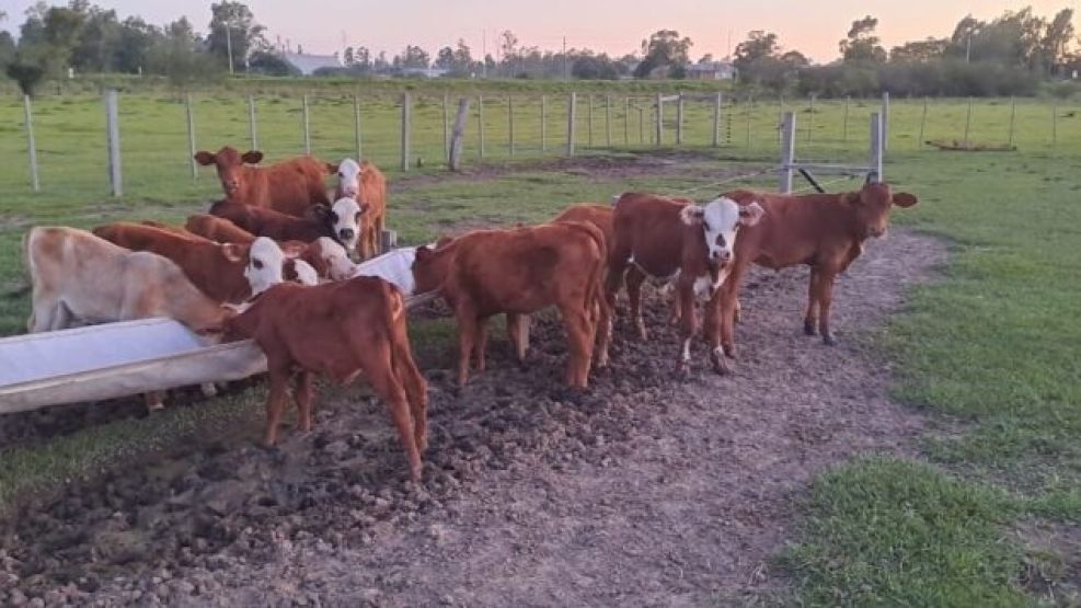 abigeato en Corrientes