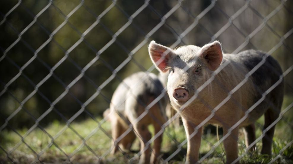 Aparecieron chanchos salvajes sueltos en las calles de Nordelta