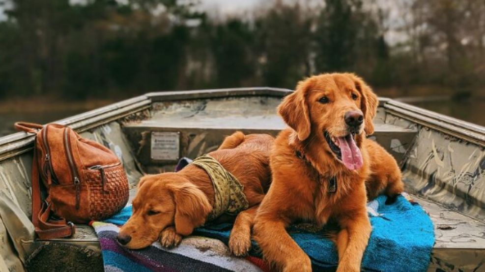 Viajar con mascotas