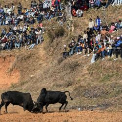 Los espectadores observan una corrida de toros durante el festival Maghe Sankranti en la aldea de Taraka, en el distrito de Nuwakot, a unos 80 km de Katmandú, Nepal. | Foto:PRAKASH MATHEMA / AFP