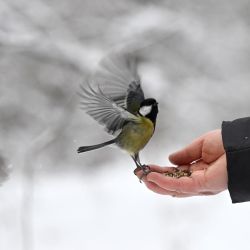 Una mujer alimenta a dos herrerillos comunes en un parque nevado de Kiev, durante la invasión rusa de Ucrania. | Foto:Sergei Gapon / AFP