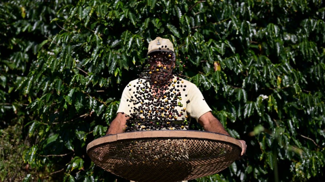 A man harvests coffee during the end of the annual crop season at Lira farm in Santa Clara district, Porciúncula municipality, Rio de Janeiro state, Brazil on July 21, 2025.