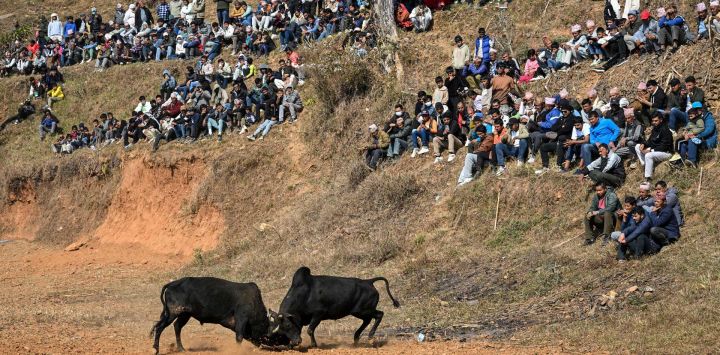 Los espectadores observan una corrida de toros durante el festival Maghe Sankranti en la aldea de Taraka, en el distrito de Nuwakot, a unos 80 km de Katmandú, Nepal.
