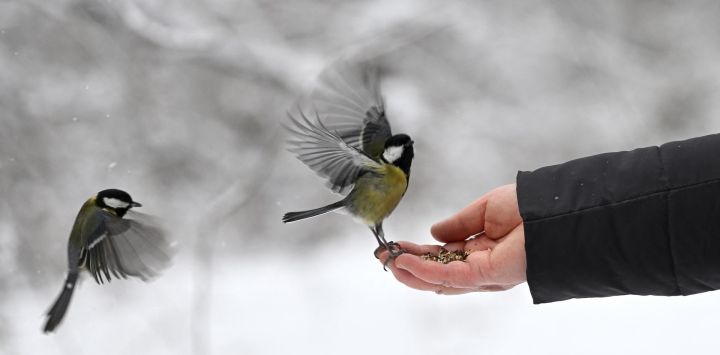 Una mujer alimenta a dos herrerillos comunes en un parque nevado de Kiev, durante la invasión rusa de Ucrania.