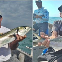 Mejoraron las condiciones en la costa bonaerense y eso favoreció la pesca en algunos puntos. Alejarse de los centros turísticos es clave, siendo la noche un buen plan en muelles y escolleras. 
