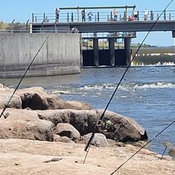 La reiteración de estos casos deja en claro que la pesca ilegal es una mala costumbre profundamente arraigada, cuyos efectos se sienten tanto en el mar como en los ríos y lagunas. 