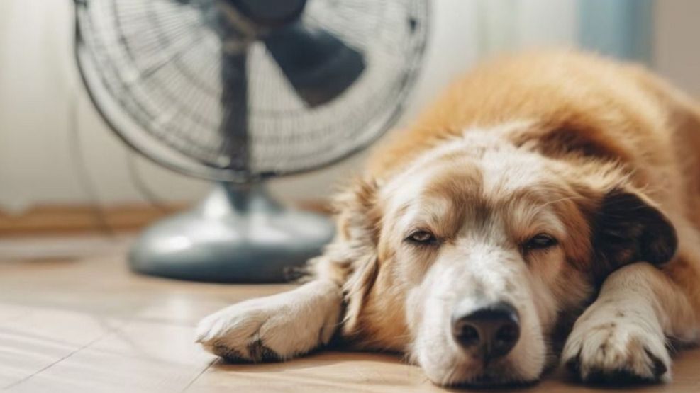 Ola de calor: ¿cómo proteger a las mascotas de las altas temperaturas?
