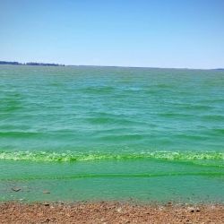 Además del riesgo sanitario, las floraciones intensas pueden generar déficit de oxígeno en el agua. Durante el día producen oxígeno, pero al respirar y, sobre todo, cuando mueren y se degradan, lo consumen, lo que puede derivar en mortandades de peces. 