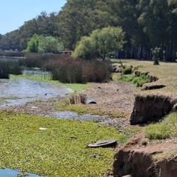 Además del riesgo sanitario, las floraciones intensas pueden generar déficit de oxígeno en el agua. Durante el día producen oxígeno, pero al respirar y, sobre todo, cuando mueren y se degradan, lo consumen, lo que puede derivar en mortandades de peces. 