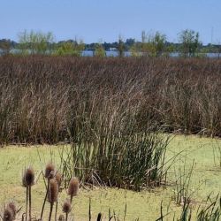 Además del riesgo sanitario, las floraciones intensas pueden generar déficit de oxígeno en el agua. Durante el día producen oxígeno, pero al respirar y, sobre todo, cuando mueren y se degradan, lo consumen, lo que puede derivar en mortandades de peces. 