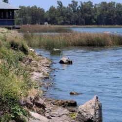 Además del riesgo sanitario, las floraciones intensas pueden generar déficit de oxígeno en el agua. Durante el día producen oxígeno, pero al respirar y, sobre todo, cuando mueren y se degradan, lo consumen, lo que puede derivar en mortandades de peces. 