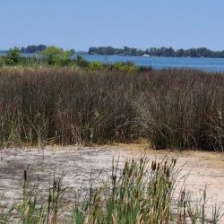 Además del riesgo sanitario, las floraciones intensas pueden generar déficit de oxígeno en el agua. Durante el día producen oxígeno, pero al respirar y, sobre todo, cuando mueren y se degradan, lo consumen, lo que puede derivar en mortandades de peces. 