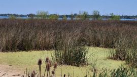 Además del riesgo sanitario, las floraciones intensas pueden generar déficit de oxígeno en el agua. Durante el día producen oxígeno, pero al respirar y, sobre todo, cuando mueren y se degradan, lo consumen, lo que puede derivar en mortandades de peces.