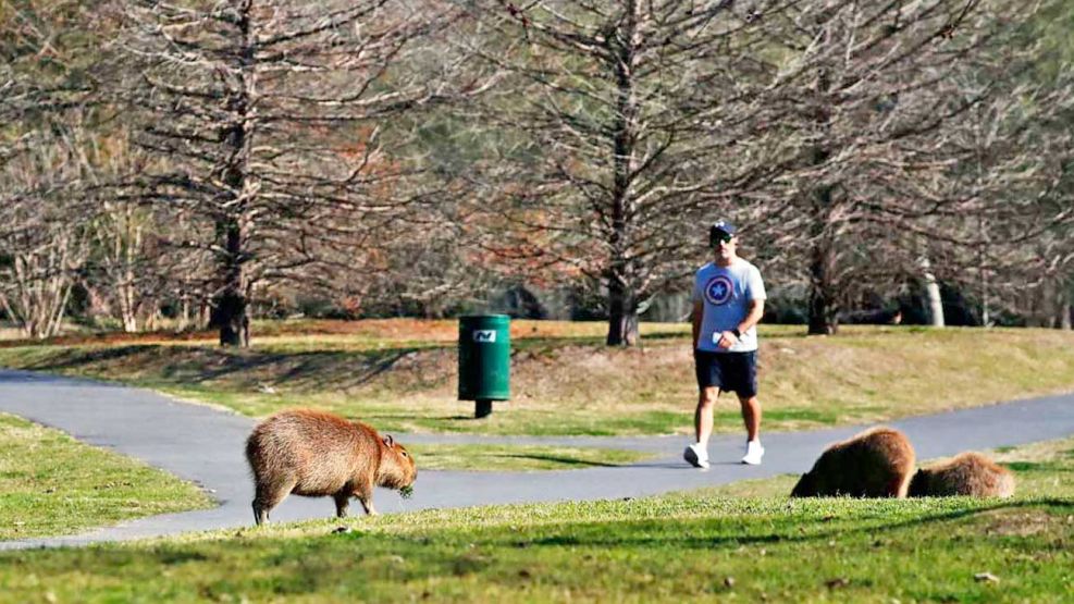 18_01_2026_nordelta_carpinchos_cedoc_g