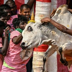Los participantes intentan controlar un toro durante el festival anual de doma de toros 'Jallikattu' en la aldea de Palamedu, en las afueras de Madurai, India. | Foto:R. Satish Babu / AFP