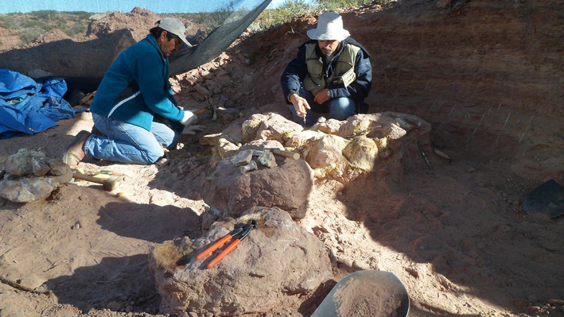 Scientists identify new species of titanosaur in Patagonia
