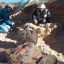 Scientists identify new species of titanosaur in Patagonia