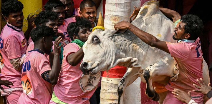 Los participantes intentan controlar un toro durante el festival anual de doma de toros 'Jallikattu' en la aldea de Palamedu, en las afueras de Madurai, India.