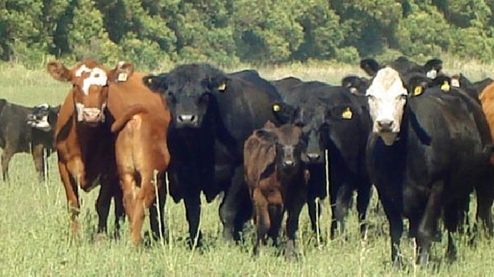 Crece y preocupan los robos de ganado en los campos de Corrientes.
