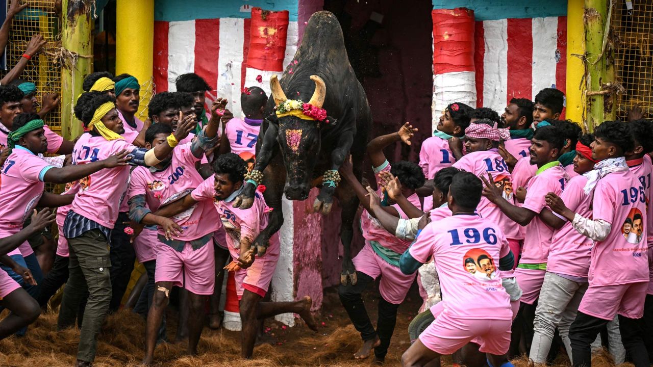 Los participantes intentan controlar un toro durante el festival anual de doma de toros 'Jallikattu' en la aldea de Palamedu, en las afueras de Madurai, India. | Foto:R. Satish Babu / AFP