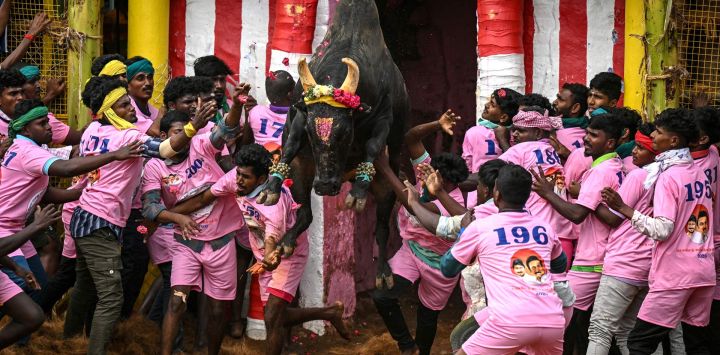 Los participantes intentan controlar un toro durante el festival anual de doma de toros 'Jallikattu' en la aldea de Palamedu, en las afueras de Madurai, India.