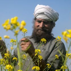 Un agricultor revisa flores de mostaza en un campo a las afueras de Amritsar, India. | Foto:Narinder Nanu / AFP