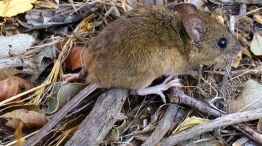 El hantavirus alcanza su mayor tasa de mortalidad 