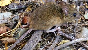 El hantavirus alcanza su mayor tasa de mortalidad 