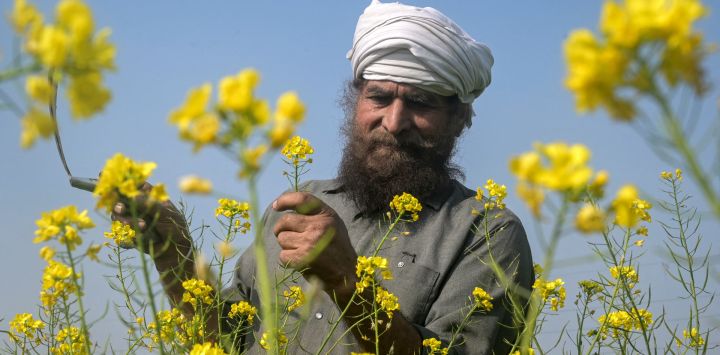 Un agricultor revisa flores de mostaza en un campo a las afueras de Amritsar, India.
