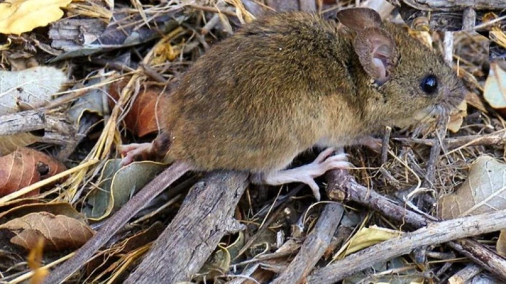 El hantavirus alcanza su mayor tasa de mortalidad 