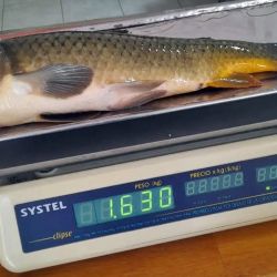 La competencia se extendió durante cinco horas y reunió a más de 500 cañas, una cifra que, aunque inferior a la edición pasada —que había convocado a 755 pescadores—, volvió a demostrar el magnetismo del torneo.