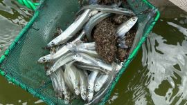 Para el mundo de la pesca deportiva, estas acciones representan mucho más que una experiencia científica: son una inversión directa en el futuro del recurso.