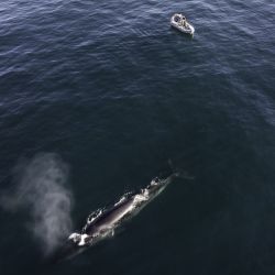 Un destino inesperado para el verano: Comodoro Rivadavia abunda en actividades y paseos.