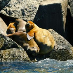 Un destino inesperado para el verano: Comodoro Rivadavia abunda en actividades y paseos.
