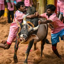 Los participantes intentan controlar un toro durante el festival anual de doma de toros 'Jallikattu' en la aldea de Palamedu, en las afueras de Madurai, India. | Foto:R. Satish Babu / AFP