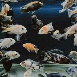 Temporada de Acuario