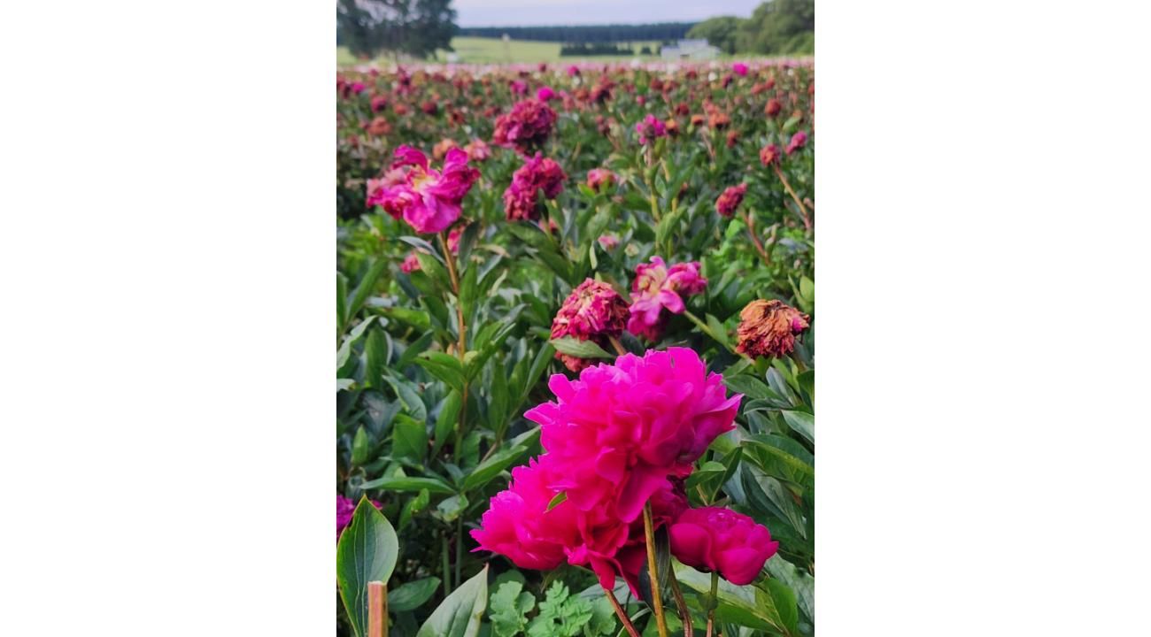 LIQUIDAMBAR AMBIENTACIONES – Abrimos una nueva etapa profesional 