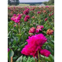 LIQUIDAMBAR AMBIENTACIONES – Abrimos una nueva etapa profesional 