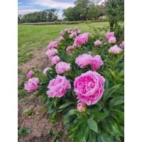 LIQUIDAMBAR AMBIENTACIONES – Abrimos una nueva etapa profesional 