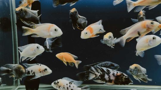 Temporada de Acuario 2026: estos son los signos más afortunados