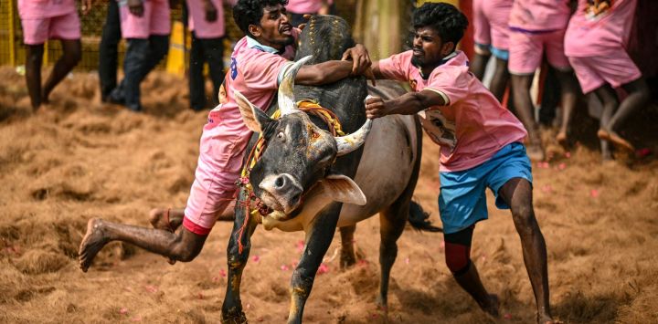 Los participantes intentan controlar un toro durante el festival anual de doma de toros 'Jallikattu' en la aldea de Palamedu, en las afueras de Madurai, India.