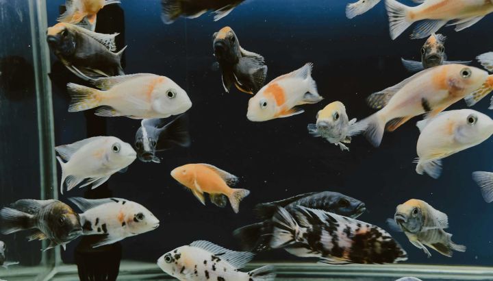 Temporada de Acuario 2026: estos son los signos más afortunados