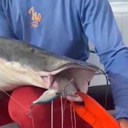 La perseverancia tuvo premio. En uno de los últimos lances, un tiro preciso provocó la corrida soñada. El surubí tomó el señuelo y ofreció una pelea memorable.