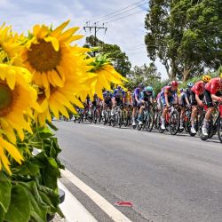 El pelotón pasa junto a girasoles en venta cerca de Willunga durante la cuarta etapa del Tour Down Under UCI masculino en Adelaida, Australia. | Foto:Brenton Edwards / AFP