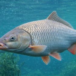 La estrategia se basa en la instalación de barreras eléctricas subacuáticas que generan corriente continua en el agua pero no electrocutan a los peces, sino que produce una sensación desagradable en ejemplares de gran tamaño, obligándolos a cambiar de rumbo.