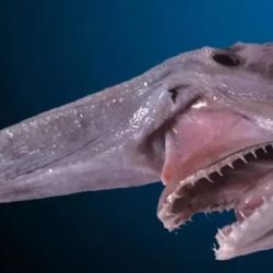 Tras su captura y manipulación, el tiburón fue liberado con vida. Por supuesto, antes de regresar al fondo marino, lo registraron mediante fotografías y vídeos. 