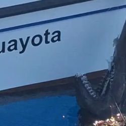 Tras su captura y manipulación, el tiburón fue liberado con vida. Por supuesto, antes de regresar al fondo marino, lo registraron mediante fotografías y vídeos. 