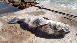 La corvina de su vida: un marplatense sacó un ejemplar enorme y se lo dedicó a su padre